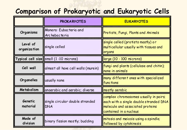 Difference Between Prokaryotic And Eukaryotic Cell Pdf To Jpg